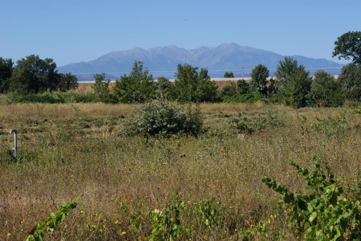 Mont Canigou vue d'un jardin - Toulouges