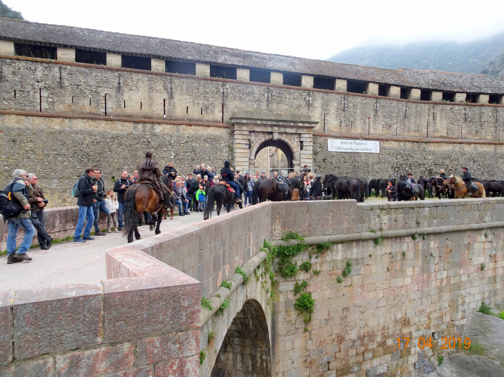 Arrivé des chevaux de race merens a villefranche lors de leur transhumance d'argeles au puymorens - Villefranche-de-Conflent