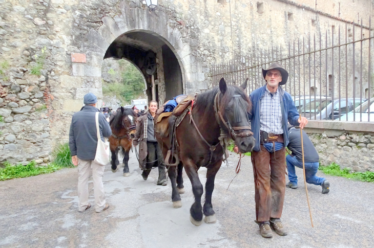 Arrivé des chevaux de race merens a villefranche lors de leur transhumance d'argeles au puymorens - Villefranche-de-Conflent