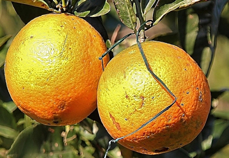 ORANGES  - Villelongue-de-la-Salanque