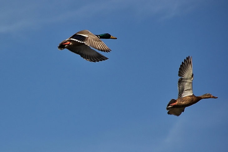 CANARDS - Villelongue-de-la-Salanque