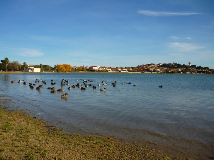 Habitués du lac - Villeneuve-de-la-Raho