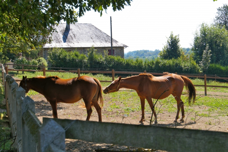 La Jumenterie de la Rivière. - Beyssac