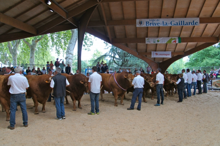 Le Festival de l'élevage 2013. - Brive-la-Gaillarde