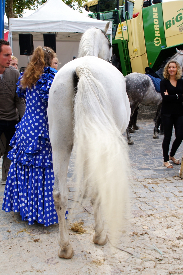 Le Festival de l'élevage 2013. - Brive-la-Gaillarde