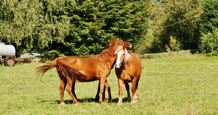 En Pature - Clergoux