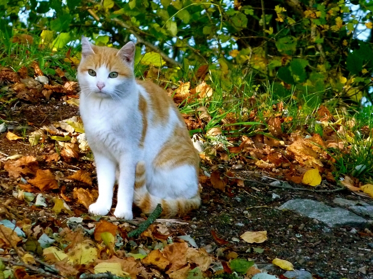 Le chat de la Chapelle des Manants. - Confolent-Port-Dieu