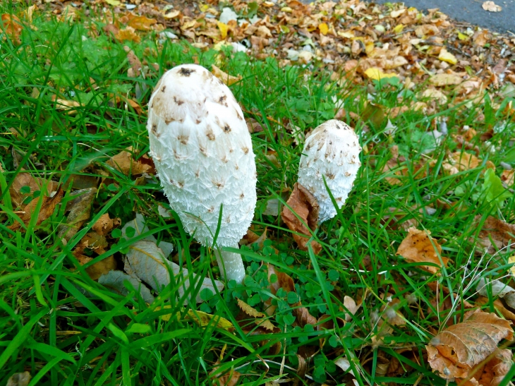 Champignons près de la Chapelle des Manants. - Confolent-Port-Dieu