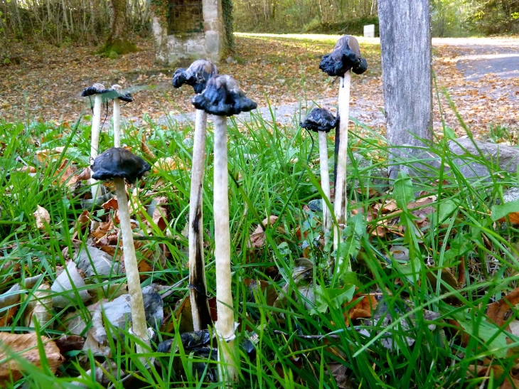 Champignons près de la Chapelle des Manants. - Confolent-Port-Dieu