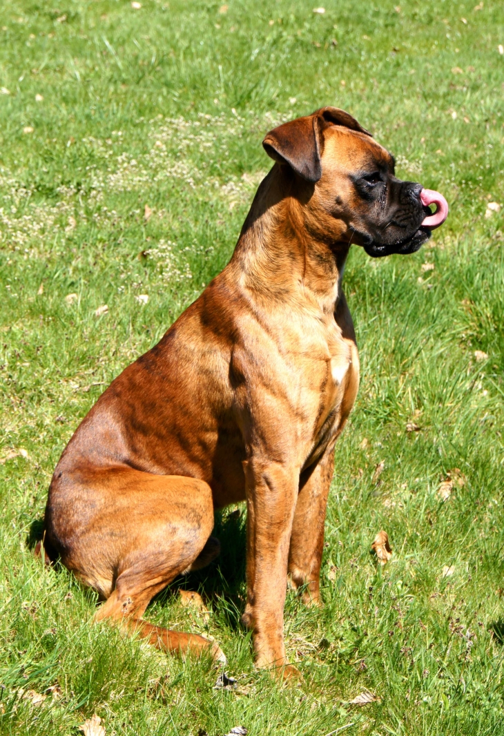 Chien boxer de la commune. - Courteix