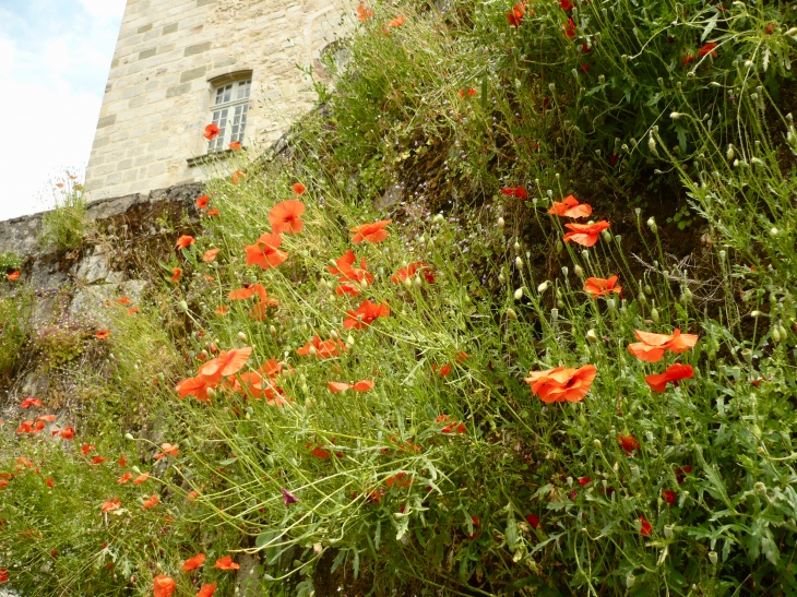 Coquelicots - Curemonte