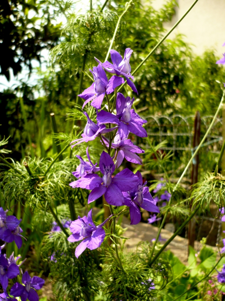 Fleur du village - Curemonte