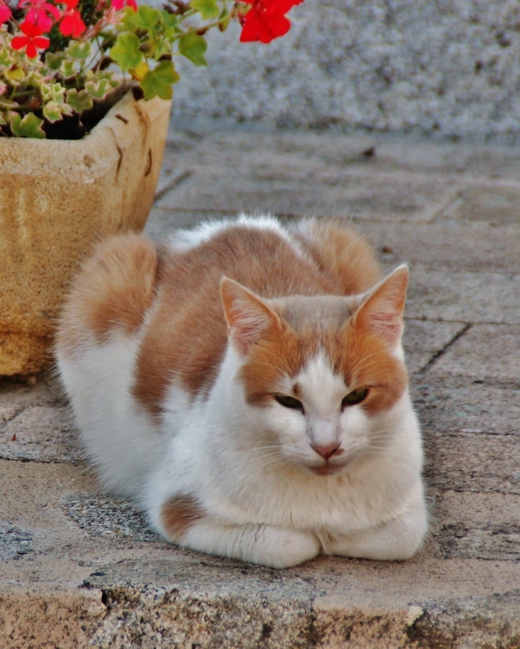 Chat du Village - Espagnac