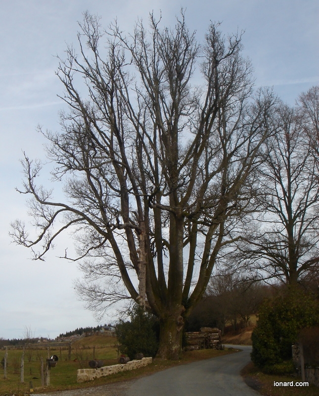 Le chêne de Sully à Murat - Gourdon-Murat