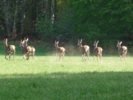 Groupe de biches pendant le brame du cerf - Gros-Chastang