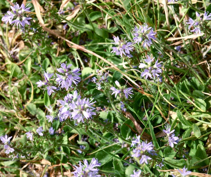 Fleurs sauvages des Monédières. - Lestards