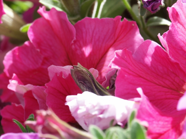 Fleurs près de l'église. - Lestards