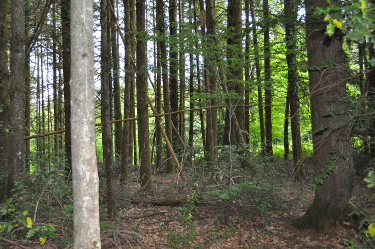 BOIS DU CHEMIN DE LA CROIX DE TICOUX - Marcillac-la-Croisille