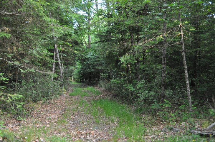 BOIS DU CHEMIN DE LA CROIX DE TICOUX - Marcillac-la-Croisille