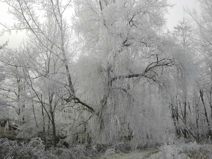 Arbre givré sur le bord de la Loyre - Saint-Aulaire