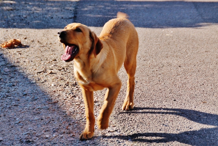 Chien du Village - Saint-Bazile-de-Meyssac