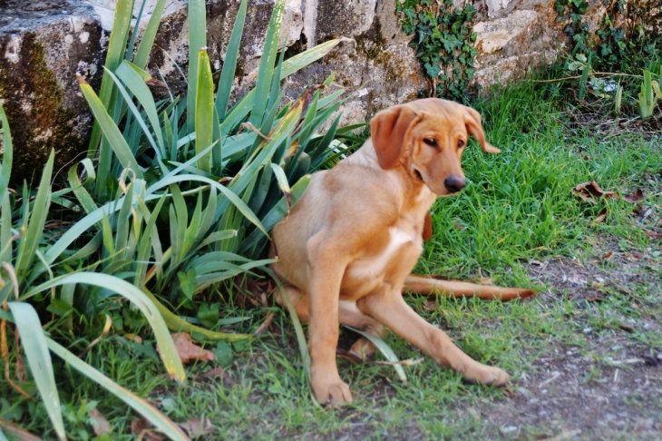 Chien du Village - Saint-Bazile-de-Meyssac