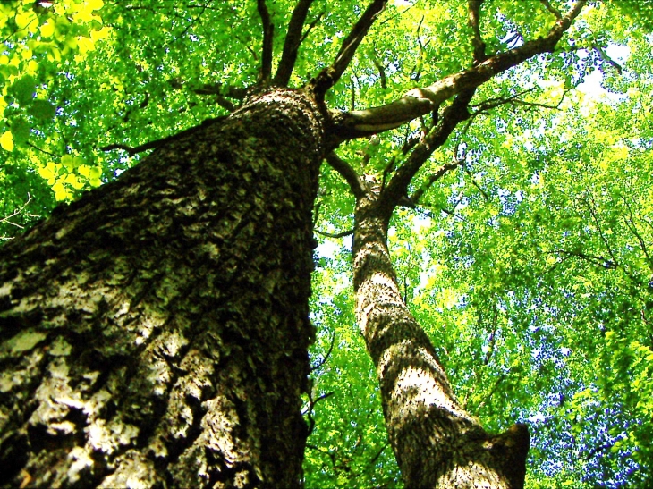 Forêt - Saint-Pantaléon-de-Lapleau