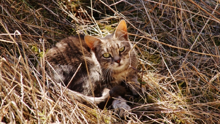 Chat du Village - Saint-Pardoux-la-Croisille