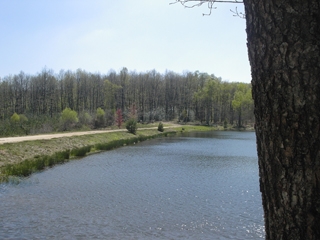 L'étang de la foret de Saint Rémy - Saint-Rémy