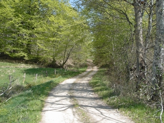 Chemin de la foret de Saint Rémy - Saint-Rémy