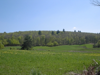 La foret de Saint Rémy - Saint-Rémy