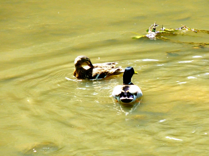 Les canards sur l'Auvézère - Ségur-le-Château