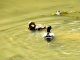 Les canards sur l'Auvézère