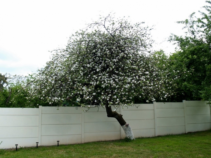 Pommier en fleur à La Pouyade Augères