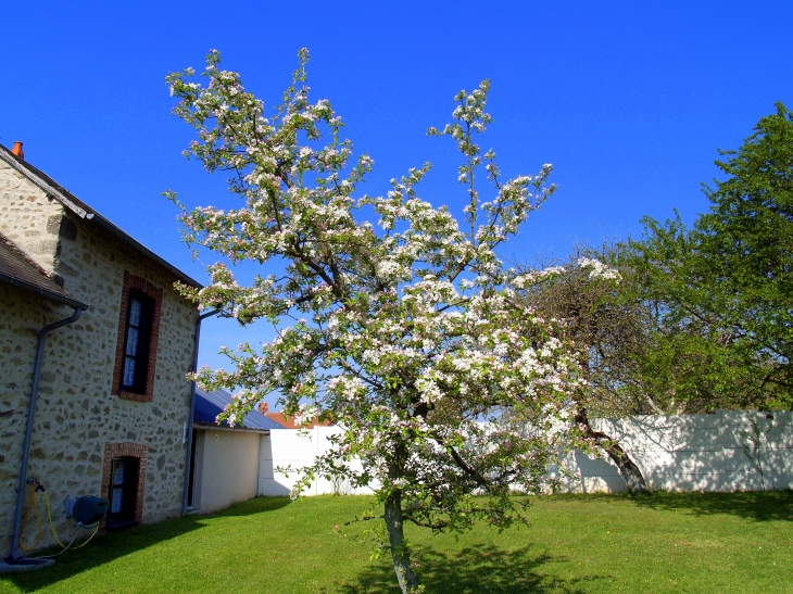 Pommier en fleur - Augères