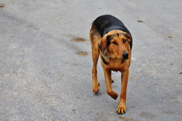 Chien du Village - Basville