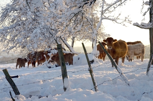 Champsanglard - sous la neige