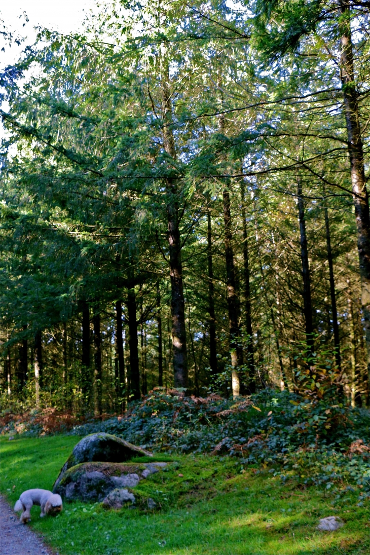 Dans le bois de Thouraud - Maisonnisses