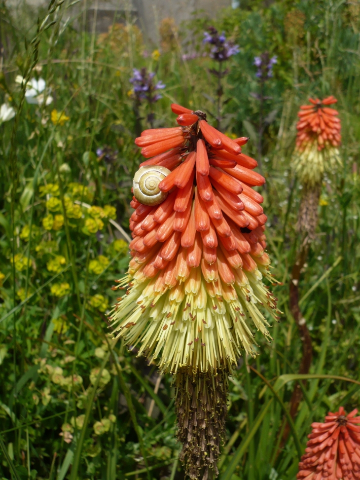 Jardin fleuri auprès de l'église. - Flavignac