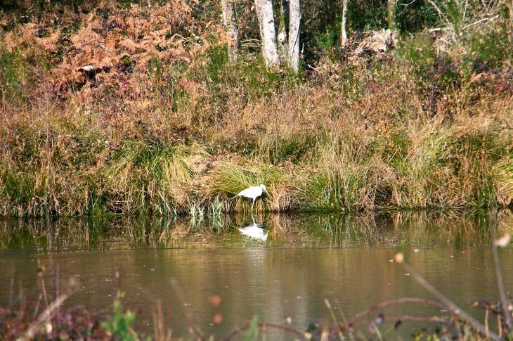 Aux alentours, Aigrette au bord d'un étang. - La Chapelle-Montbrandeix