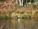 Aux alentours, Aigrette au bord d'un étang.