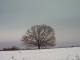 Arbre sur la route allant vers st léger