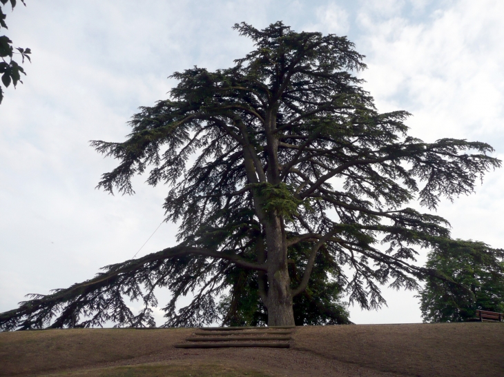 ARBRE MONUMENTAL PLACE DU MANEGE - Le Dorat