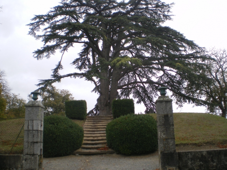 L'Arbre Ornamental - Le Dorat