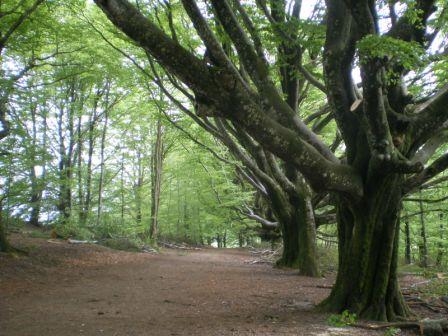 Allée des Hêtres, Mont Gargan - Saint-Gilles-les-Forêts