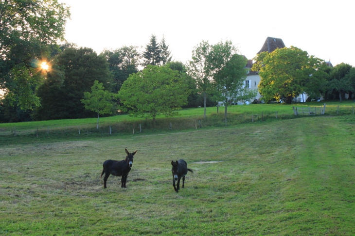 Les ânes de St Paul. - Saint-Paul