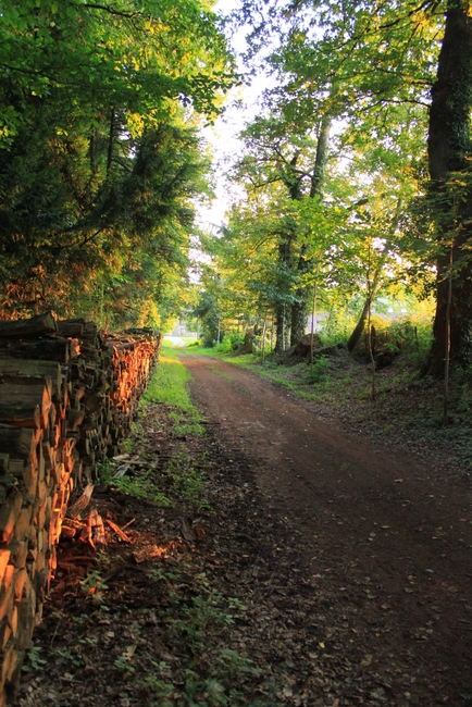 Bois du Limousin. - Saint-Paul