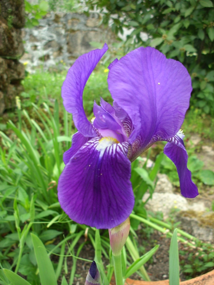 Gaudeix fleuri - Saint-Sulpice-Laurière