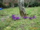 Photo suivante de Saint-Sulpice-Laurière Gaudeix fleuri