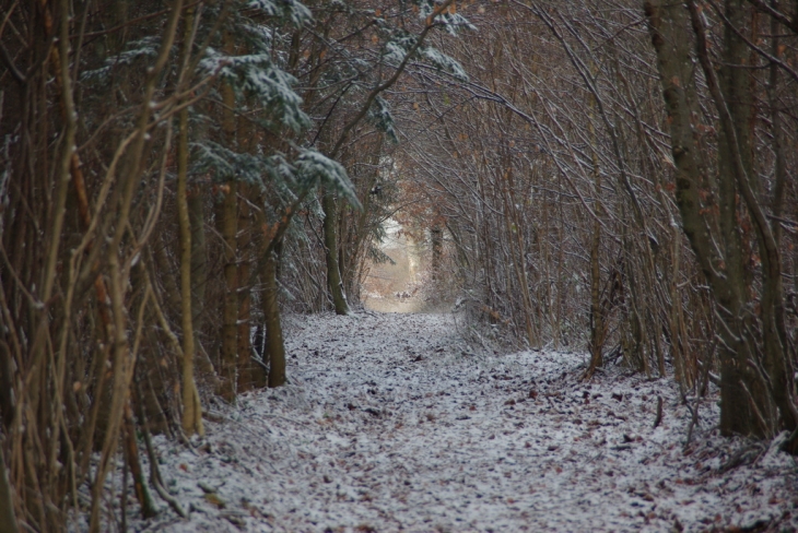 Première neige forêt de la Rumont - Faulx